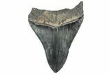 Serrated, Fossil Megalodon Tooth - South Carolina #312035-1